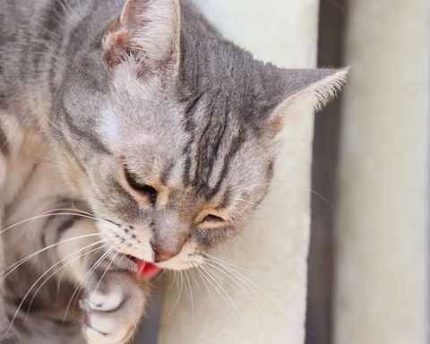 Mèo nôn ra bọt trắng là bệnh gì