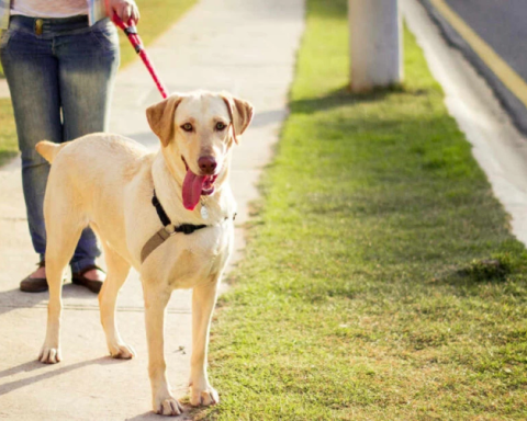 nên chuẩn bị gì khi dắt chó mèo đi dạo