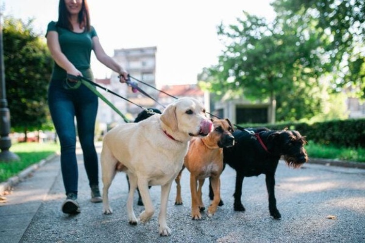  nên chuẩn bị gì khi dắt chó mèo đi dạo