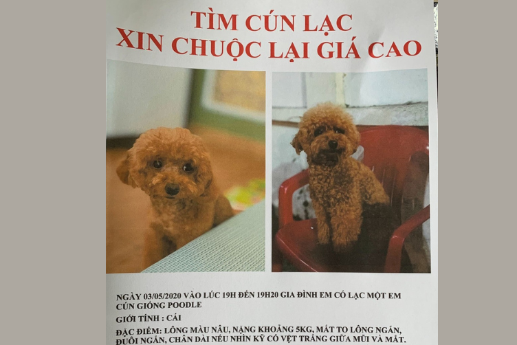 những lưu ý để phòng tránh thất lạc chó mèo