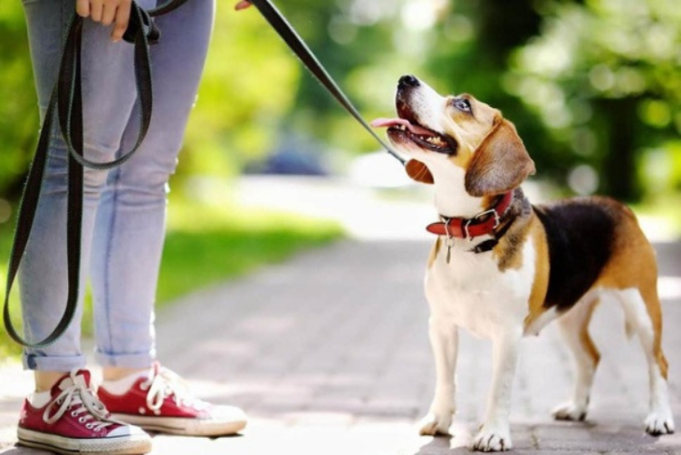  nên chuẩn bị gì khi dắt chó mèo đi dạo