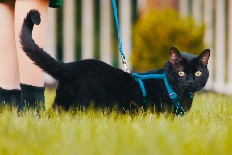  nên chuẩn bị gì khi dắt chó mèo đi dạo