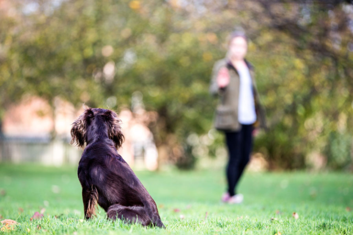 những lưu ý để phòng tránh thất lạc chó mèo