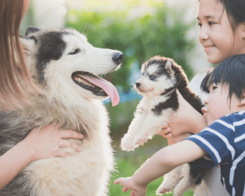 lợi ích của việc nuôi thú cưng