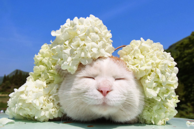 Những chó mèo nổi tiếng trên mạng xã hội