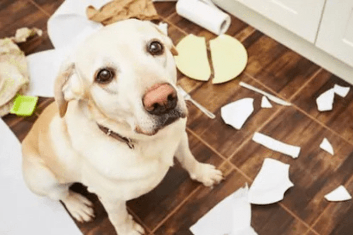 làm thế nào để đối phó chó mèo quậy phá