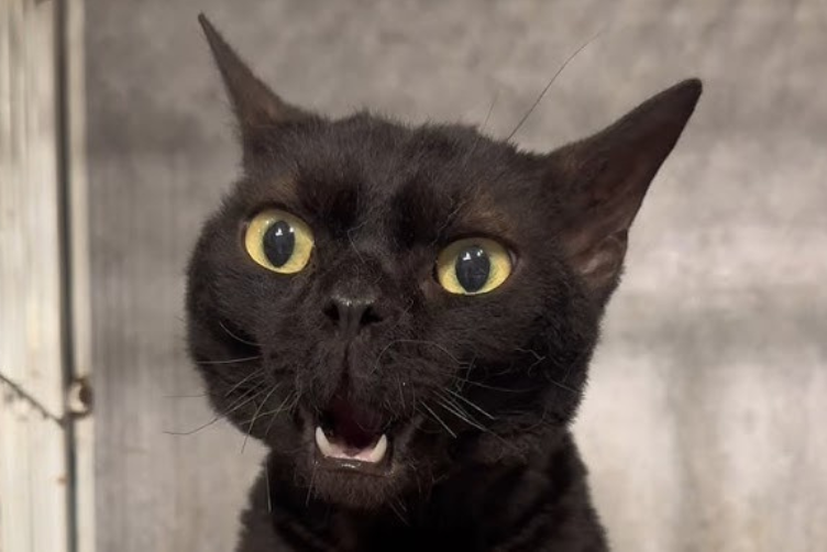 thú cưng có sức ảnh hưởng trên mạng xã hội