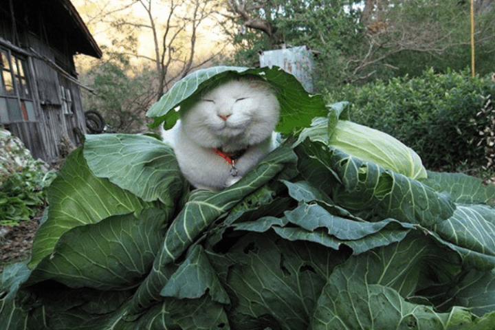 thú cưng có sức ảnh hưởng trên mạng xã hội