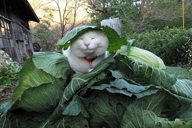 thú cưng có sức ảnh hưởng trên mạng xã hội