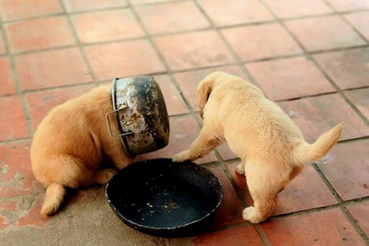 Làm thế nào để đối phó chó mèo quậy phá 