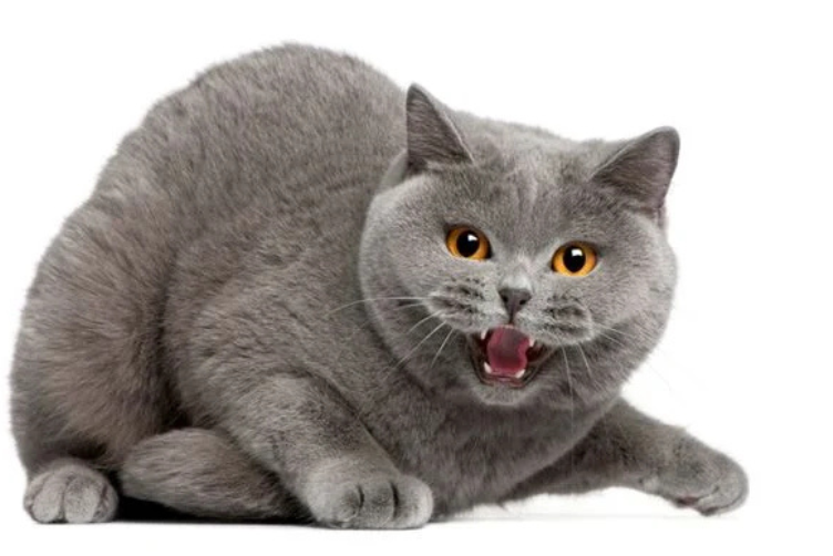 mèo kêu nhiều ồn ào