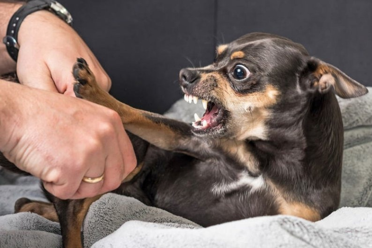 Đối phó chó khó tính, hung dữ