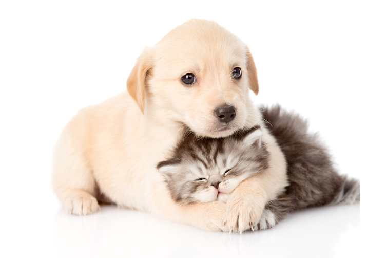 National Pet Health Awareness Month