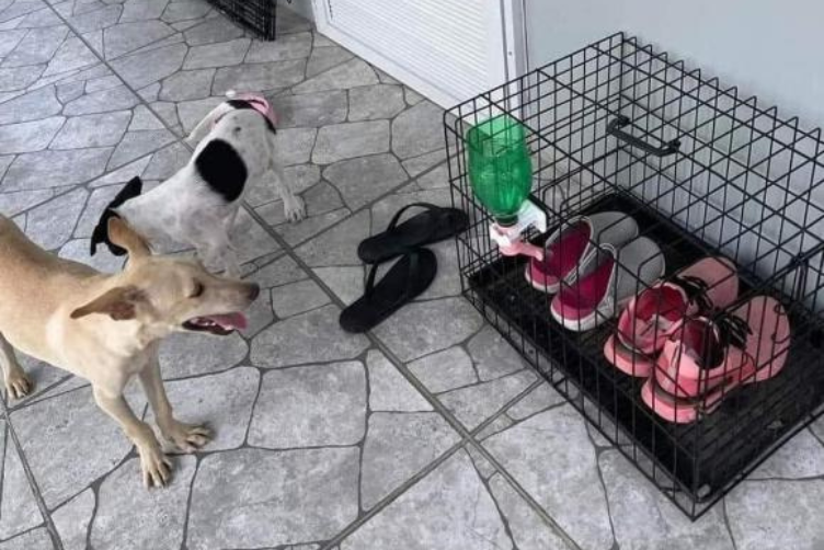 Làm thế nào để đối phó chó mèo quậy phá 