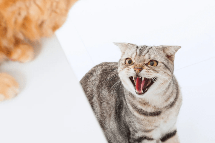 mèo kêu nhiều ồn ào