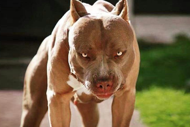 Đối phó chó khó tính, hung dữ