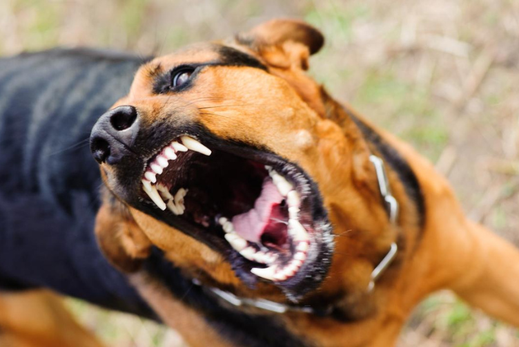 Đối phó chó khó tính, hung dữ