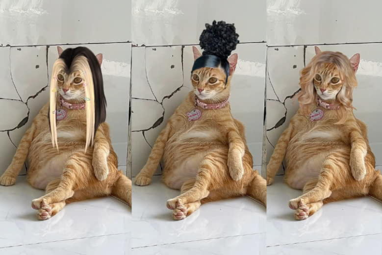 Những chó mèo nổi tiếng trên mạng xã hội