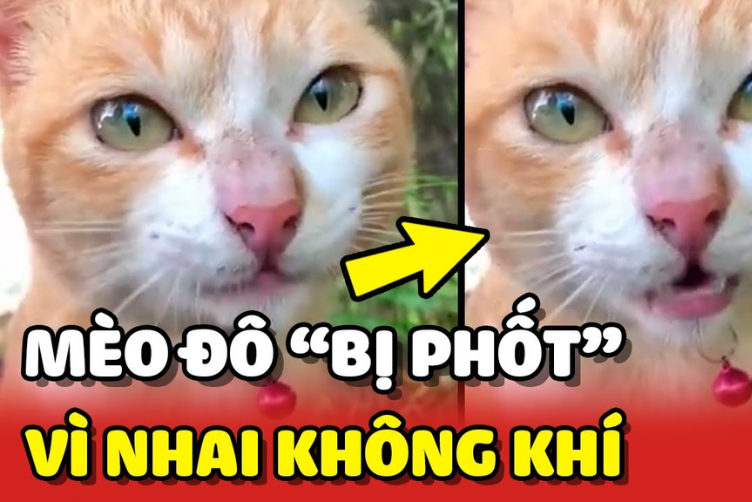 thú cưng có sức ảnh hưởng trên mạng xã hội