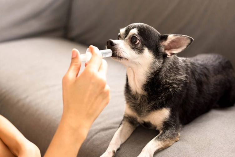mẹo cho chó uống thuốc
