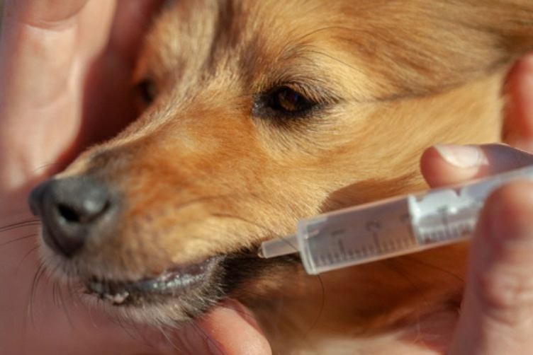 mẹo cho chó uống thuốc