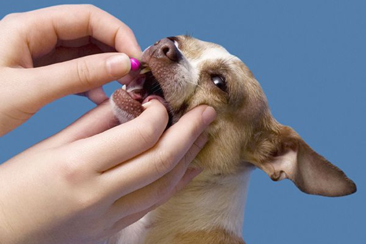 mẹo cho chó uống thuốc