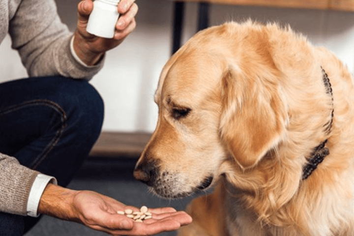 mẹo cho chó uống thuốc