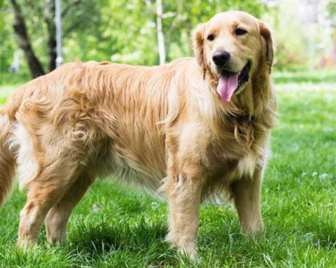 tìm hiểu giống Chó Golden Retriever