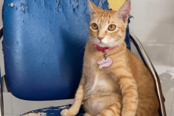 vì sao những chú 'mèo cam' lại tai tiếng