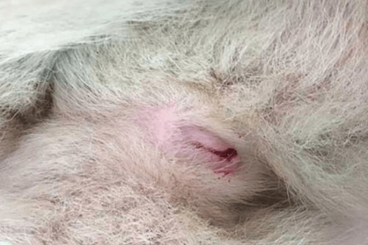 mèo có chu kỳ kinh nguyệt không