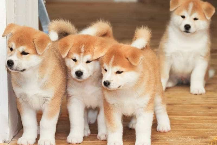 Các giống chó phù hợp nuôi tại vùng khí hậu lạnh