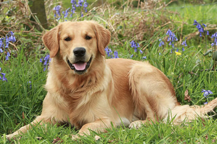  tìm hiểu giống Chó Golden Retriever