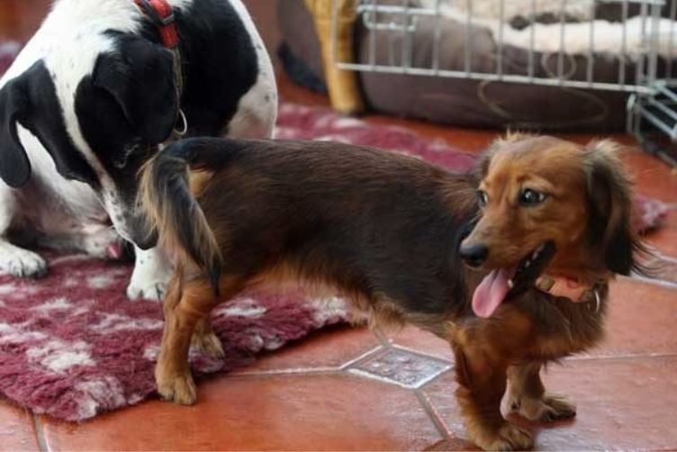 mèo có chu kỳ kinh nguyệt không