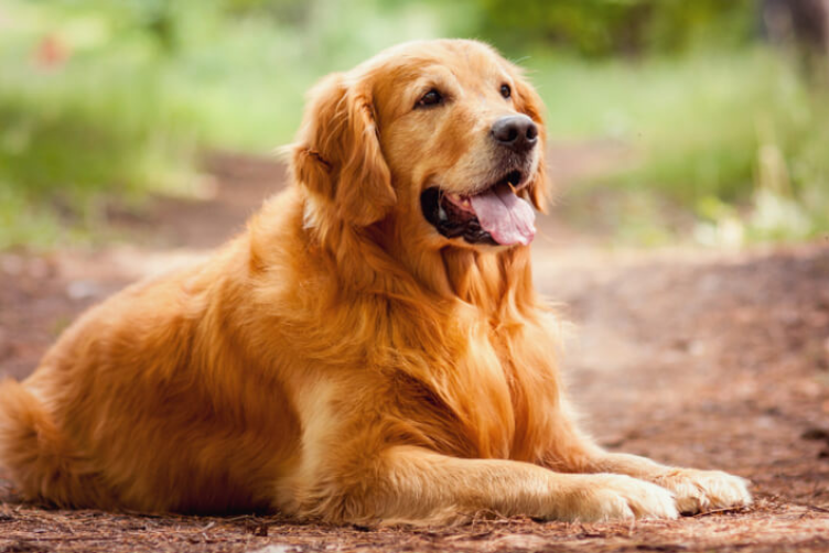  tìm hiểu giống Chó Golden Retriever