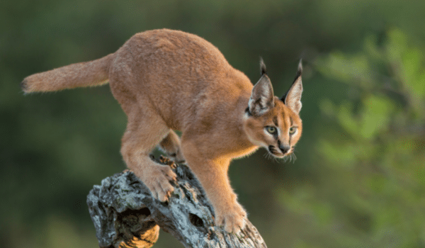 cac-giong-meo-quy-toc