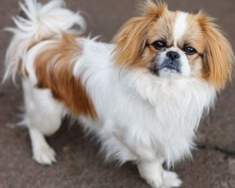 tim-hieu-cho-bac-kinh-lai-nhat