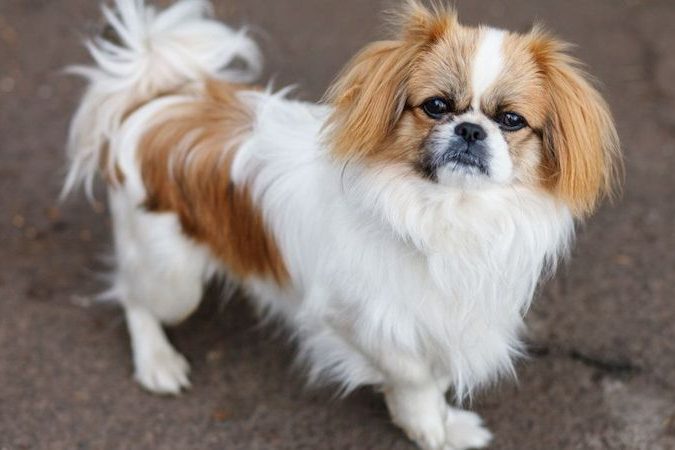 tim-hieu-cho-bac-kinh-lai-nhat