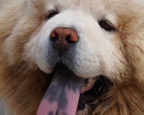 su-that-ve-su-khon-ngoan-cua-cho-co-dom-luoi