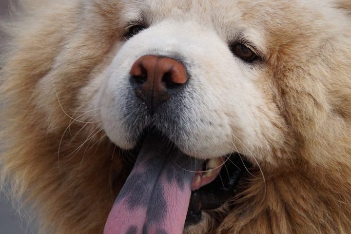 su-that-ve-su-khon-ngoan-cua-cho-co-dom-luoi