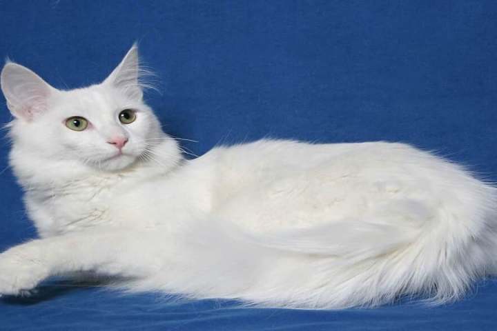 cac-giong-meo-quy-toc