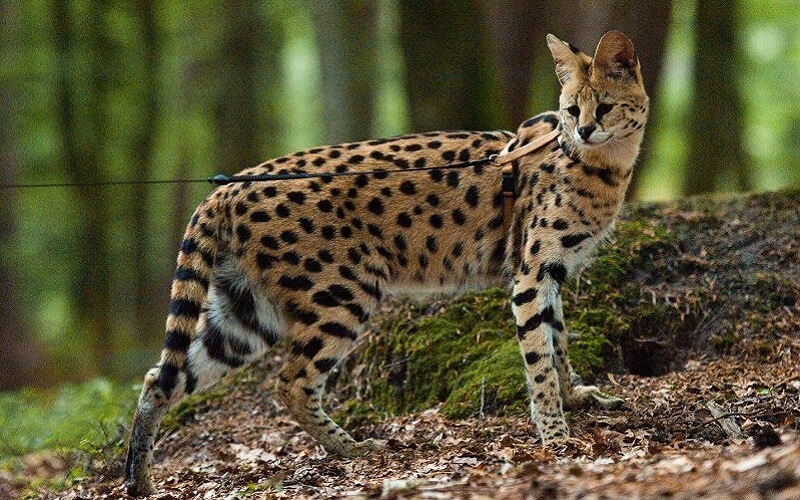 cac-giong-meo-quy-toc