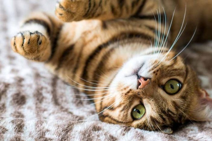 tim-hieu-ngon-ngu-cua-meo